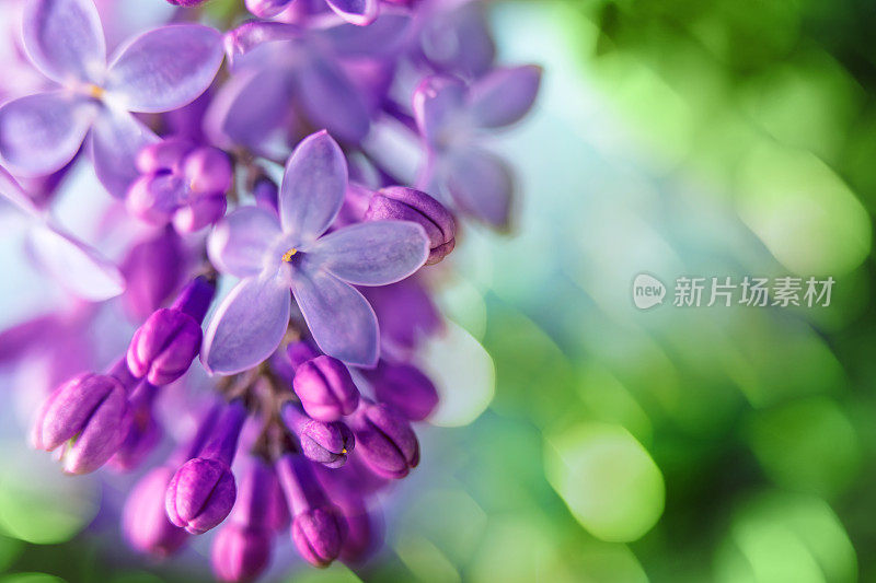 丁香花特写与复制空间和散景