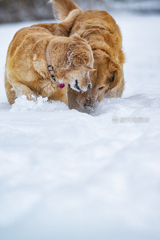一对金毛寻回犬在刚落下的雪中玩捡球游戏