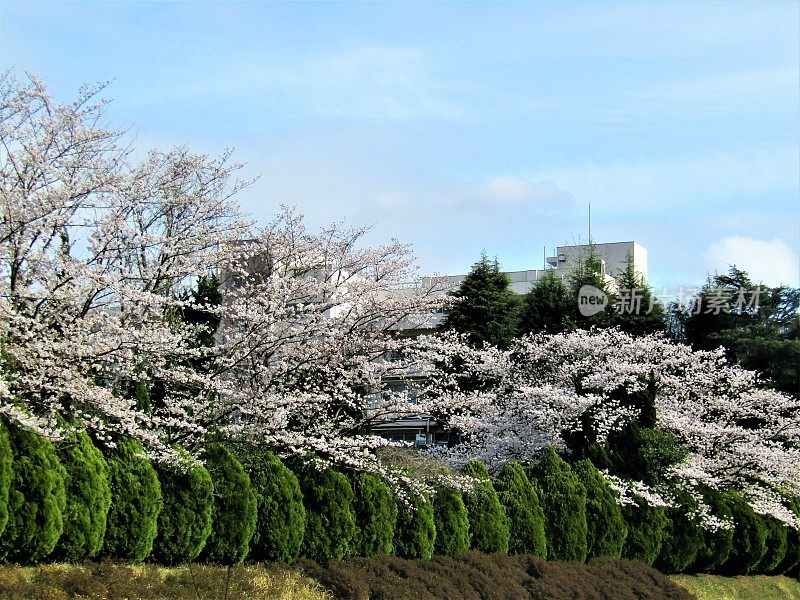 日本。3月底。到处都是樱花。