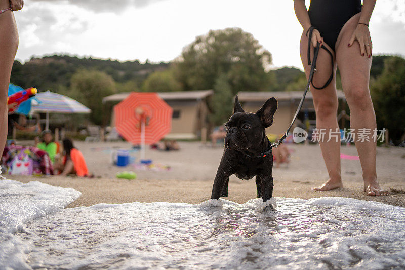 法国斗牛犬和他的主人在海滩享受美好的一天