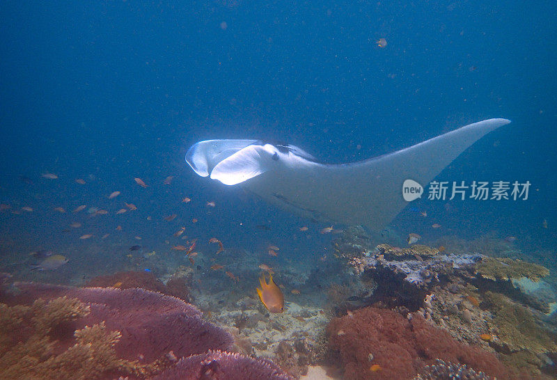 蝠鲼游泳