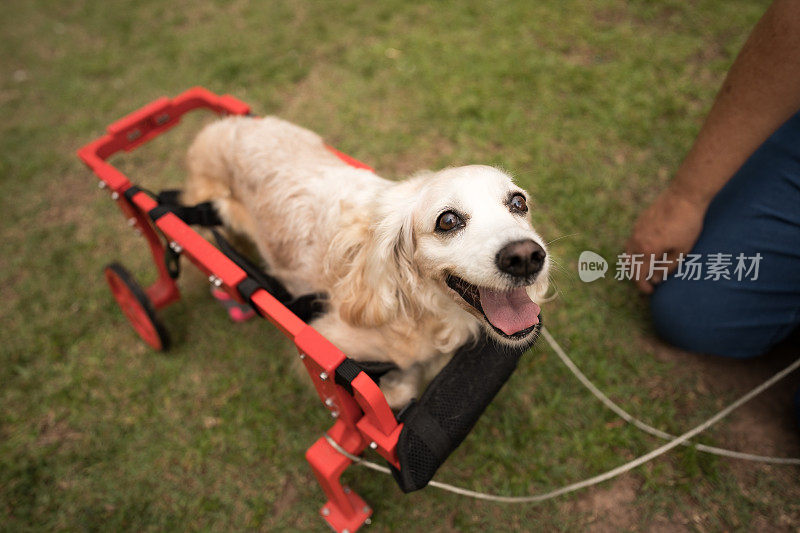 微笑的四肢瘫痪的狗向上看