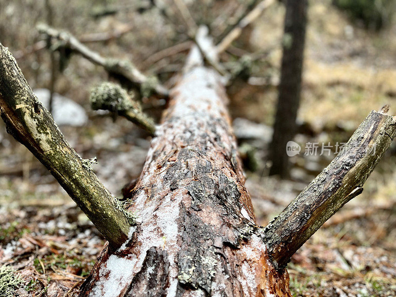 苏格兰松林