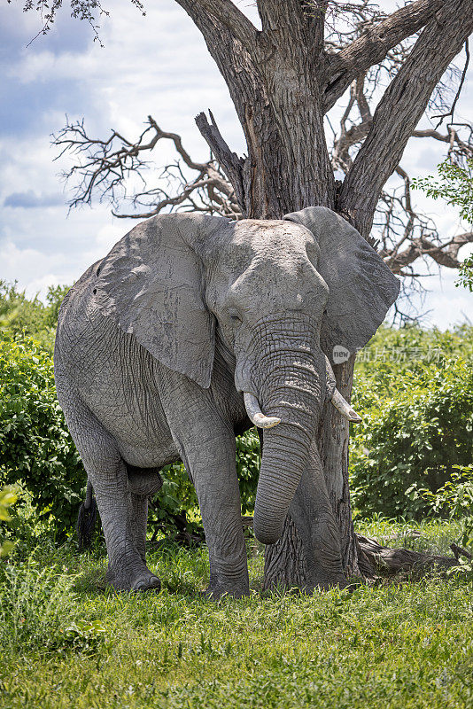 老雄性非洲象在一棵死树下休息