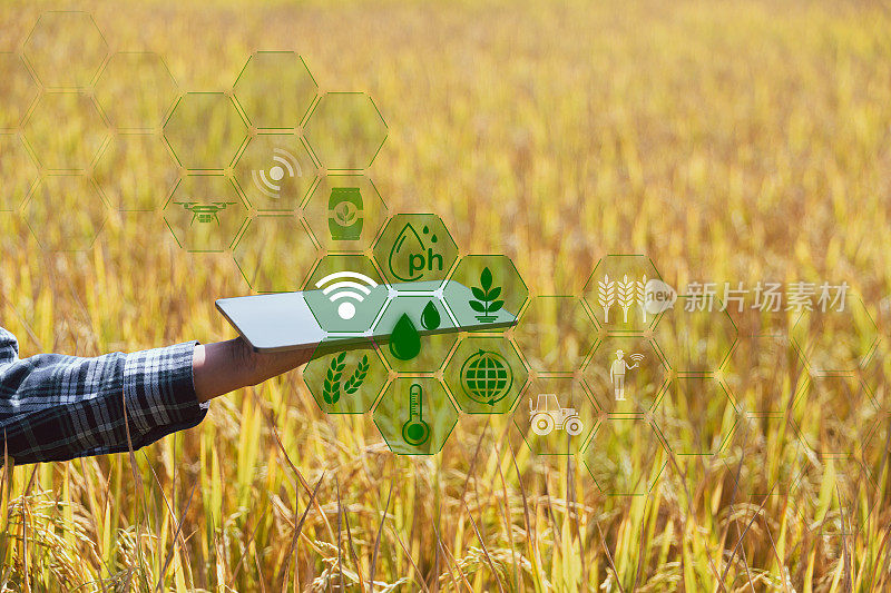 智能耕作农业技术与有机农业妇女使用研究平板，在田间研究水稻品种的发展。智慧农业概念的现代农业经营。