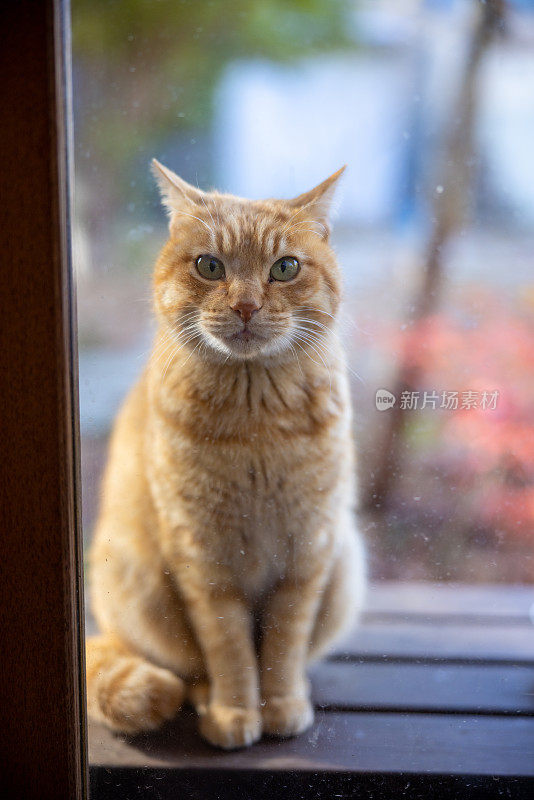 姜猫在屋里看着人