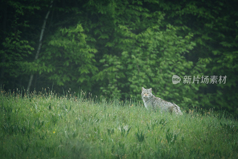 欧亚猞猁(山猫)蹲在草地上