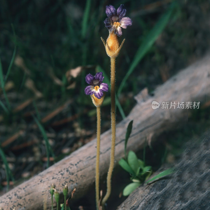 麒麟花，俗称一花帚菜花、一花癌根、鬼管或裸帚菜花，是一年生寄生草本植物。列当科。