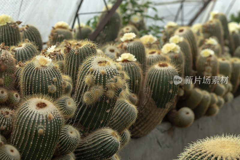 仙人掌植物与美丽的花朵自然库存照片