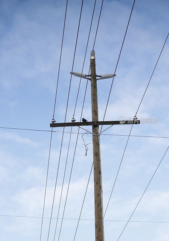 一只乌鸦站在加拿大萨里的电线杆上