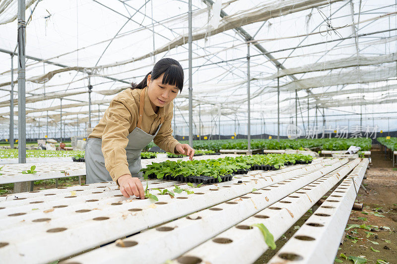 一位女农民正在有机农场的温室里种植