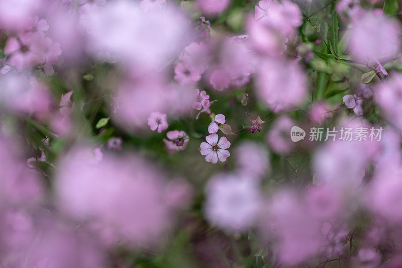 背景是盛开的粉红色野花