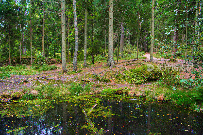 俄罗斯维堡monrepos公园松树林中的池塘