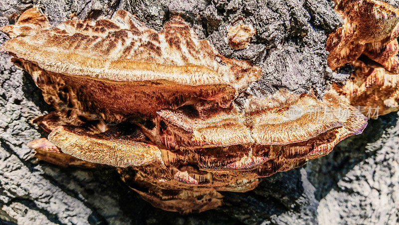 老黑杨树深沟槽树皮上生长的橙色支架真菌的高分辨率图像