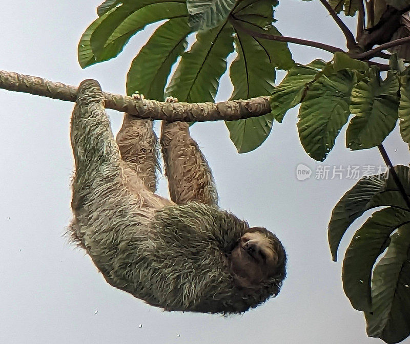 哥斯达黎加Sarapiqui保护区的树懒