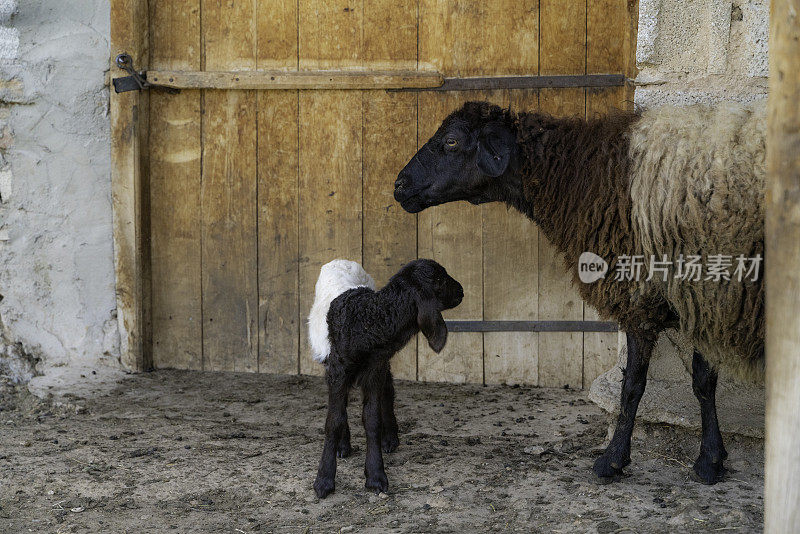 羔羊和妈妈在谷仓门口等候的特写照片