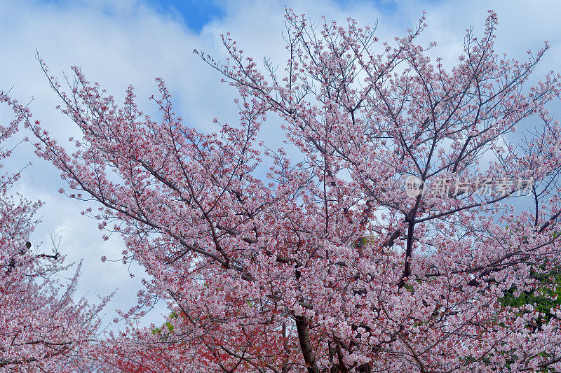 东京住宅区樱花盛开