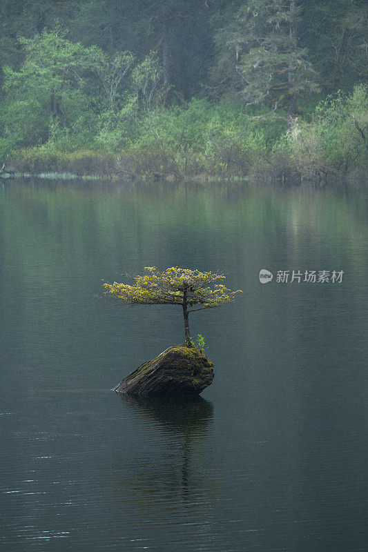 仙女湖树温哥华岛