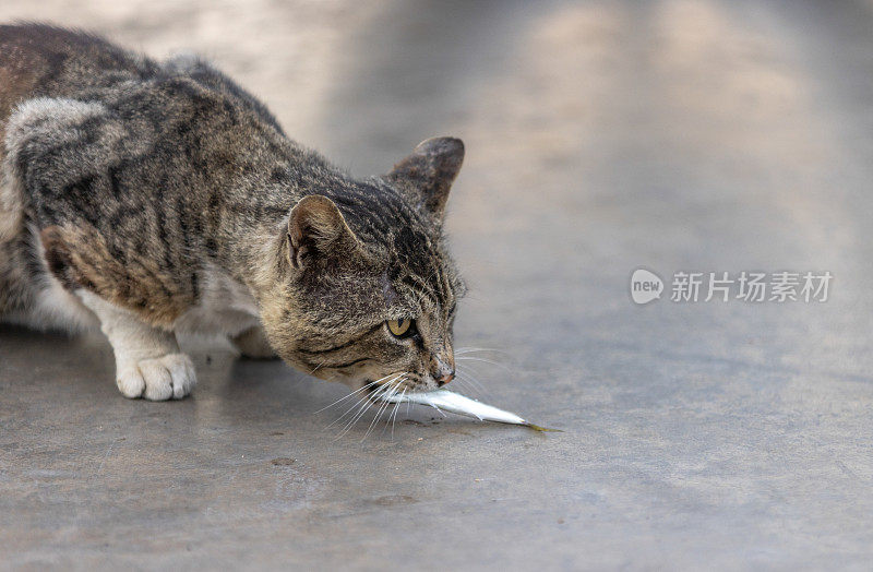 一只流浪猫正在吃一条鲜鱼。