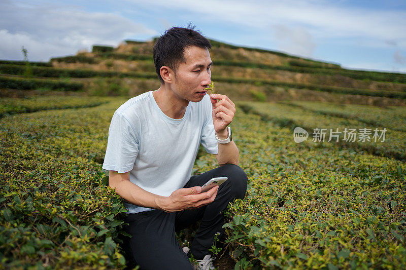 男子检查茶叶质量