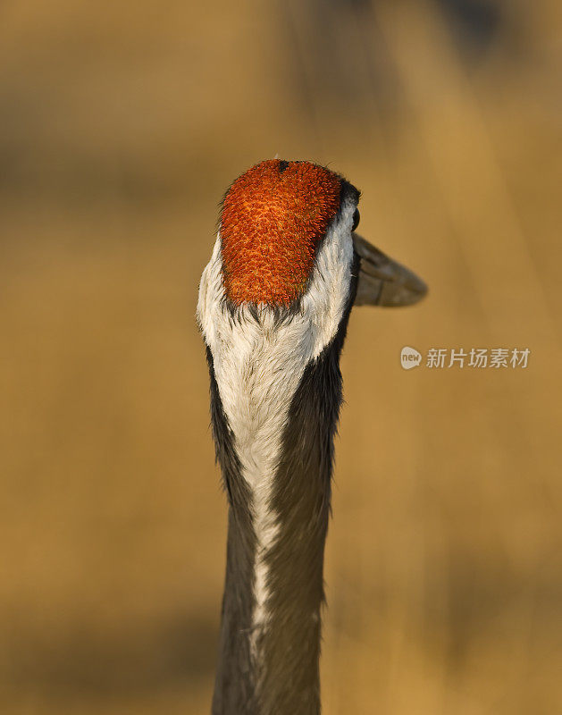 中国黑龙江省松花江平原附近的丹顶鹤或满洲鹤。濒临灭绝的物种。鹤形目。