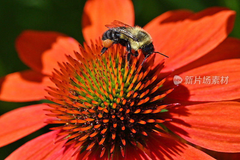 大黄蜂在圆锥花上