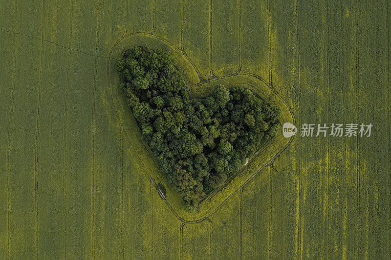 油菜地中央的绿色心形小树林