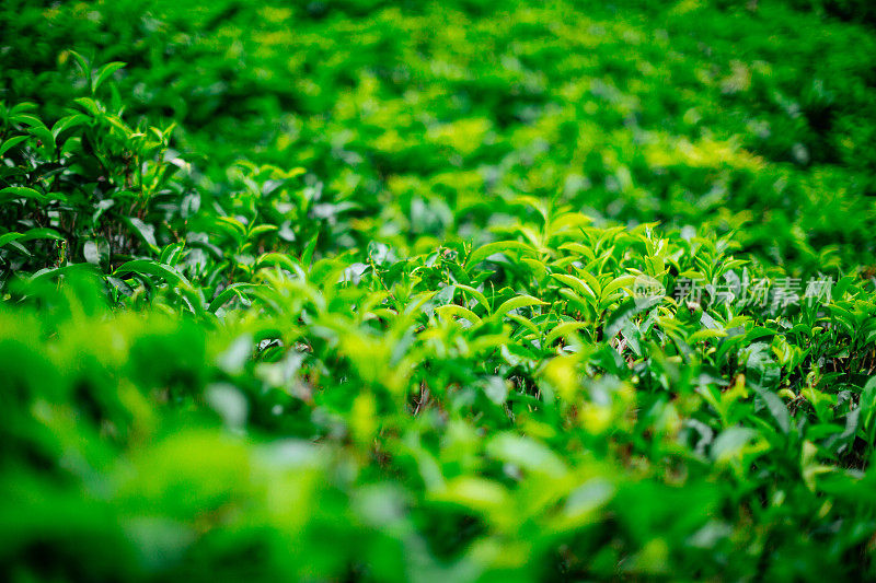 茶园中略带黄色的绿茶树。