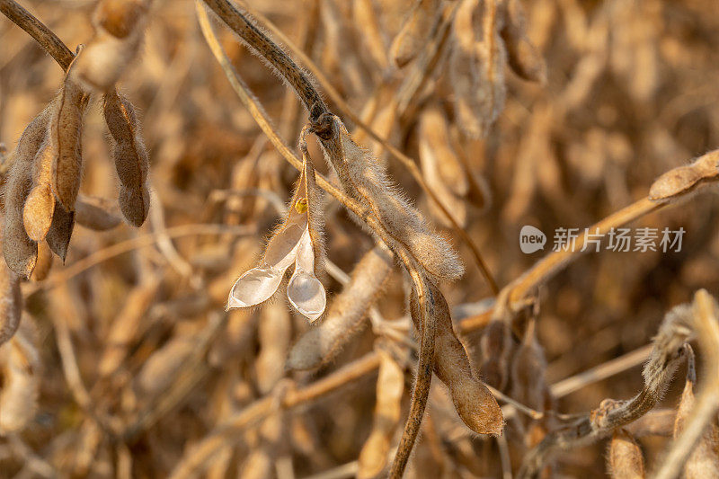 大豆收割时豆荚与种子一起碎裂。干旱胁迫、含水率和产量损失的概念