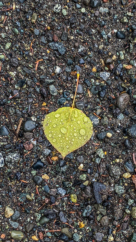 雨滴落在白杨树的叶子上
