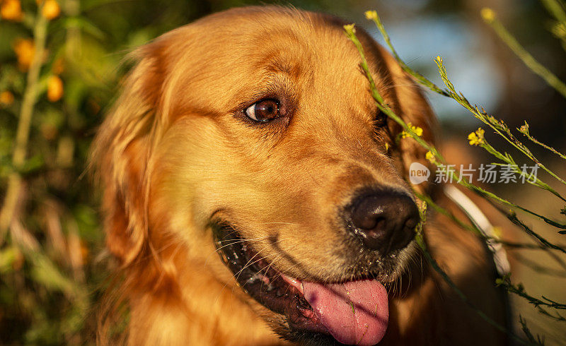 在温暖的午后阳光下，金毛猎犬在草地上散步的肖像。