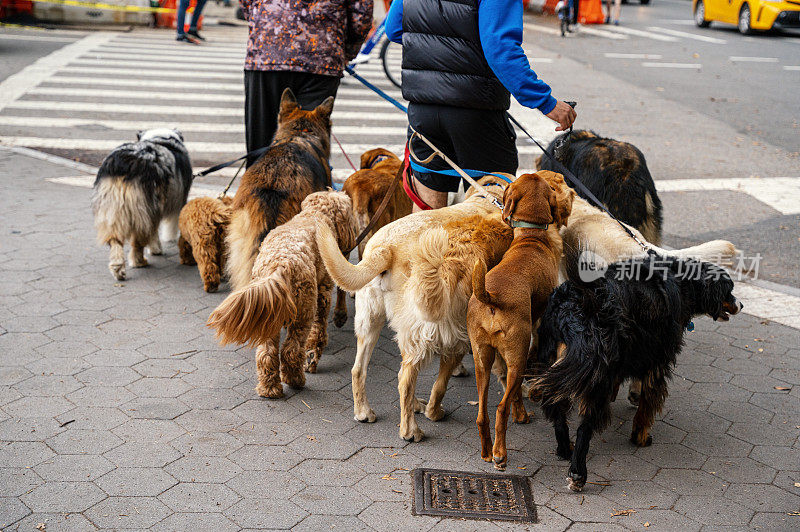 纽约街头，一个遛狗人牵着一群狗在散步