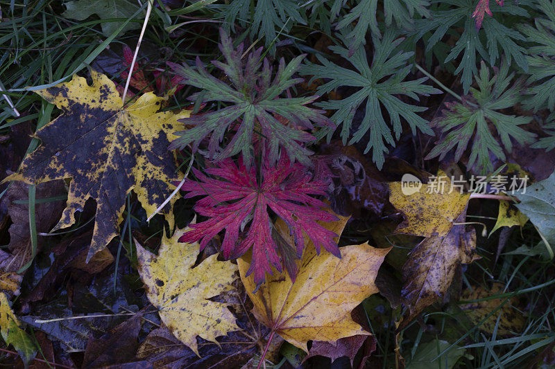 秋天的背景与枫叶和草地鹤耳草叶子