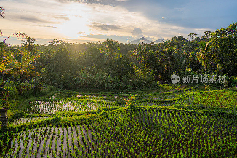 印尼巴厘岛的Tegallalang稻田风景