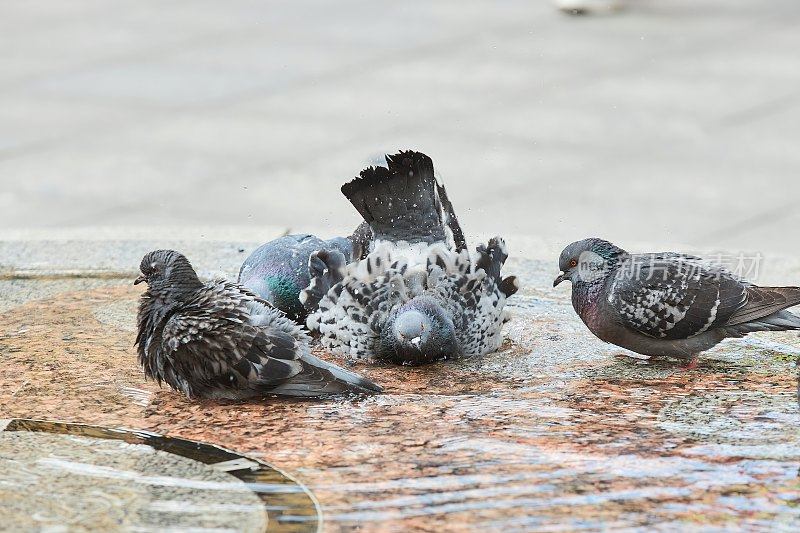 鸽子在喷泉里洗澡。城市的动物。