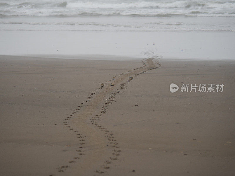海豹在太平洋海岸的足迹