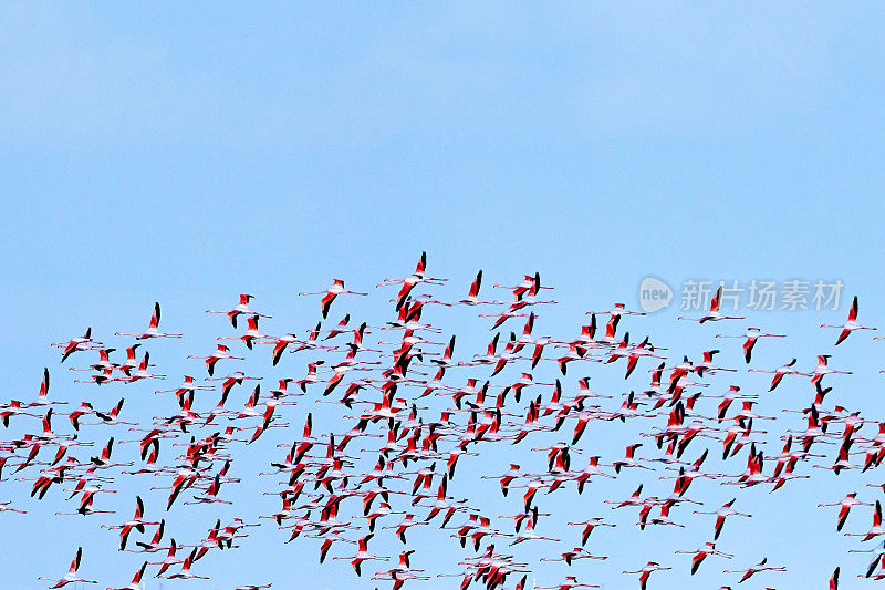 一群粉红色的火烈鸟在自然环境中。湖上的火烈鸟。Kurgalzhinsky储备。哈萨克斯坦。