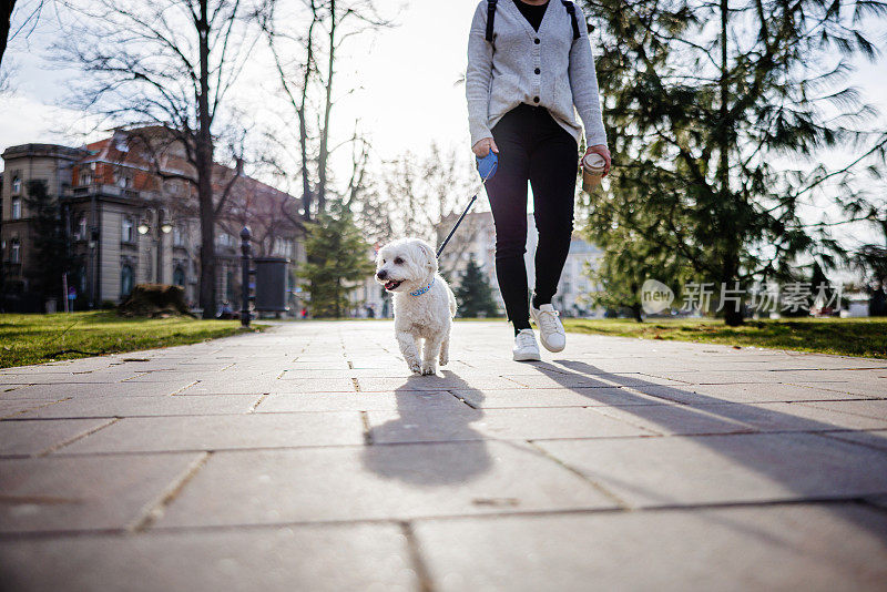 日落时分，一位年轻女子带着一只马尔济斯犬在城市里散步