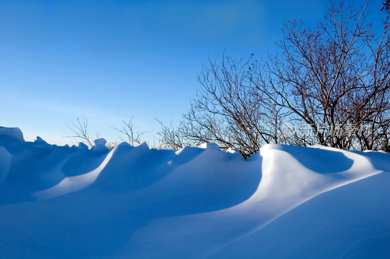 暴风雪和柳树