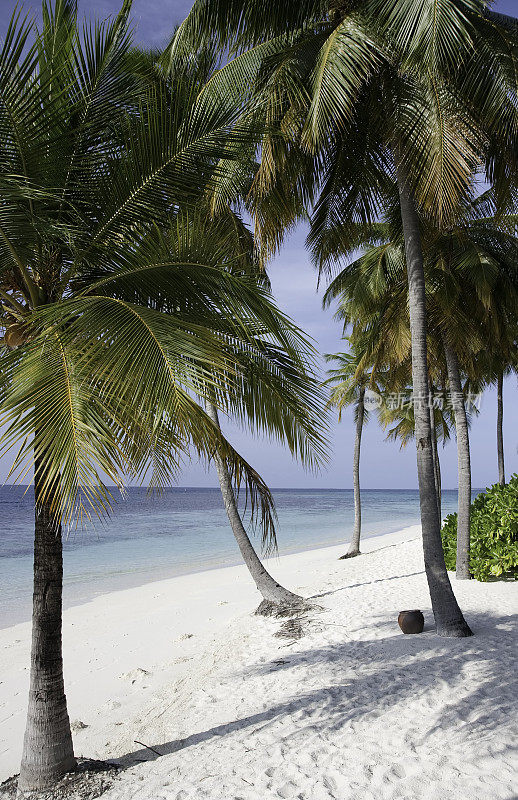 马尔代夫热带海滩上的棕榈树