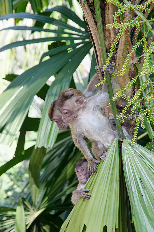 小猴子在棕榈树上。