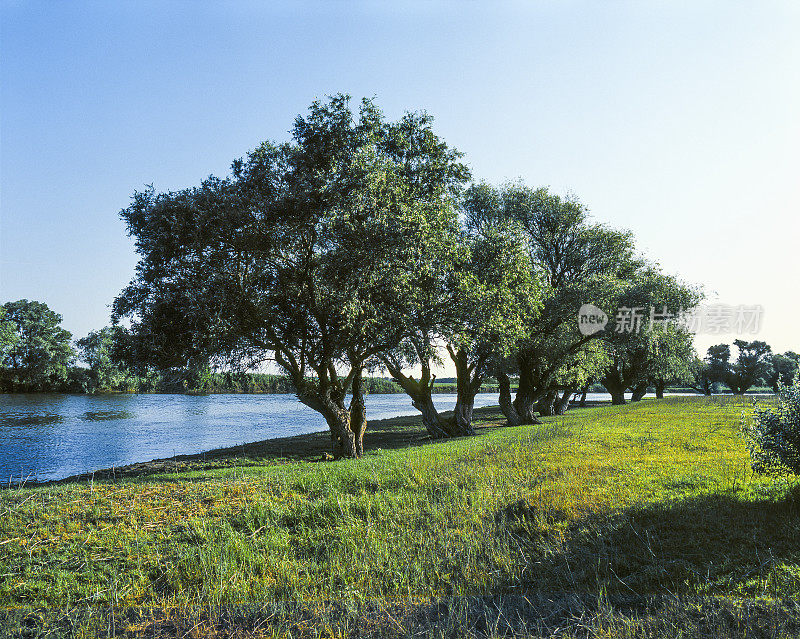 夏天。沿河生长的树木。俄罗斯南部阿斯特拉罕地区