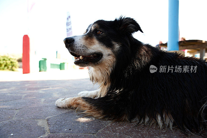 潮湿的边境牧羊犬躺在铺着瓷砖的地板上