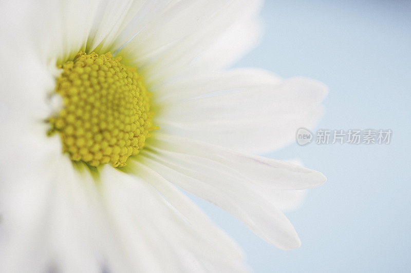 摘要大丽花极端大丽花的花背景