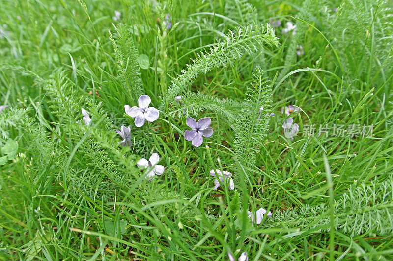 落在绿草里的丁香花