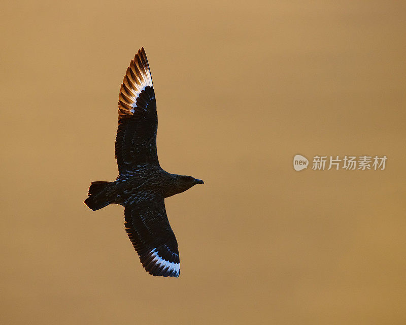 飞行大贼鸥