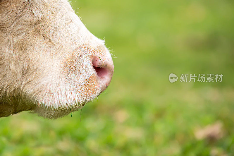 近景侧面的牛的鼻子