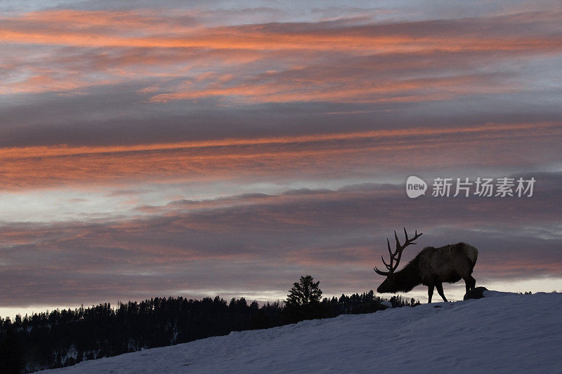 公牛麋鹿日落雪影鹿角黄石国家公园怀俄明州