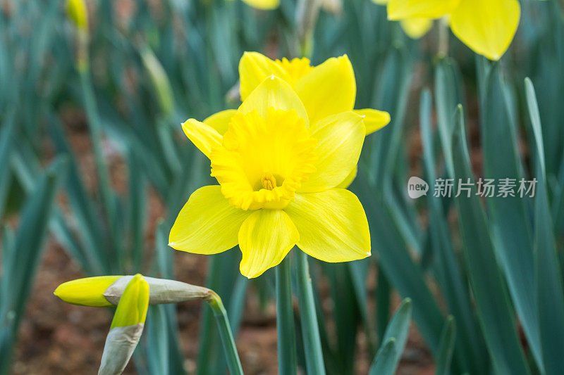 黄色的水仙花在公园里盛开