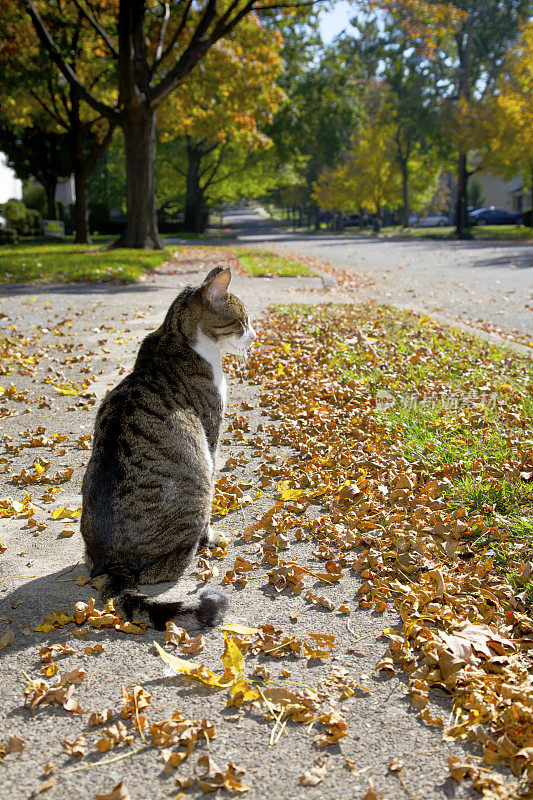 坐在人行道上的猫